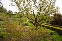 A view of the walled garden in spring at Inverwew Garden