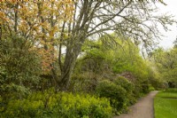 Spring foliage, Acers, Euphorbia and Rhododendron along a path in Cawdor Castle Gardens.