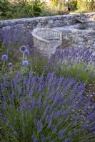 Clumps of Lavender and Echinops ritro 'Veitch's Blue' with a wooden bench behind