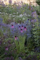Echinacea 'Pallida', Eryngium planum, Pennisetum villosum and Wild Marjoram in summer border in dry ,drought tollerant, garden