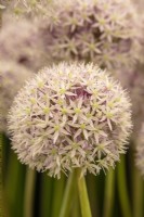 Allium 'Marshmellow' - ornamental onion - RHS Hampton Court Palace Garden Festival 2023 - WS Warmenhoven.