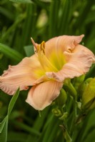 Hemerocallis 'Oy Vey' - RHS Hampton Court Palace Garden Festival 2023 - Brookfield Plants
