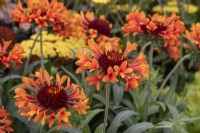 Gaillardia 'Fanfare Amber Glow' - blanket flower - RHS Hampton Court Palace Garden Festival 2023 - Potash Garden Centre