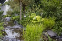 A stream runs over stones and rocks with grasses and hostas - Cancer Research UK Legacy Garden - designer Paul Hervey-Brookes - RHS Hampton Court Flower Palace Garden Festival 2023.
