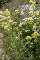 Thalictrum flavum subsp gluacum and Tanacetum parthenium - Cancer Research UK Legacy Garden - designer Paul Hervey-Brookes - RHS Hampton Court Flower Palace Garden Festival 2023