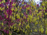 Corylopsis pauciflora - Winter Haze in flower March Spring