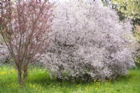 Prunus subhirtella 'Hally Jolivette', winter-flowering cherry, rosebud cherry in full bloom.
April