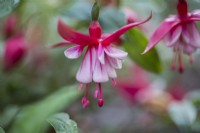 Fuchsia 'Remembrance'
