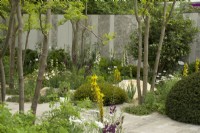 RHS Chelsea Flower Show 2023 - Borders  featuring perennial planting amongst Gleditsia trees - Memoria  and  GreenAcres Transcendence Garden designed by Gavin McWilliam and Andrew Wilson Silver-gilt