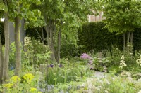 RHS Chelsea Flower Show 2023 Trained Parrotia persica trees underplanted with perennials such as Iris sibirica, Thalictrum 'Black Stockings' and Aruncus' in the  The National Brain Appeal's Rare Space - Designed by Charlie Hawkes