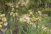 RHS Chelsea Flower Show 2023  - Pathway through mixed borders with iris Benton Olive and dark leaved Atriplex hortensis in The Nurture Landscapes Garden designed by Sarah Price Gold