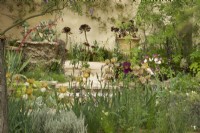 RHS Chelsea Flower Show 2023 - View through beds of assorted Benton irises towards Aeonium arboreum 'Schwartzkopf' in bed and pots in The Nurture Landscapes Garden designed by Sarah Price