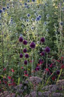 Hylotelephium 'Matrona', Allium sphaerocephalon and Salvia 'Royal Bumble' , Echinops ritro 'Veitch's Blue' behind