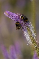 Veronicastrum virginicum 'Fascination' with bumble bees