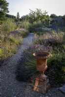 Bee friendly clumps of Lavender and other herbs behind an old terracotta urn in late summer informal beds