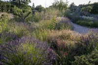 Bee friendly clumps of Lavender and other herbs in late summer informal beds