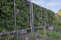 Nectarine 'Lord Napier', Peach 'Peregrine' and Apricot 'Tros Oranje' on south facing wall with built in frame for