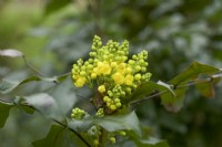 Mahonia aquifolium - Oregan Grape - Winter