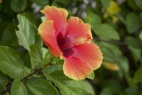 Hibiscus 'Florida Sunset' - Summer