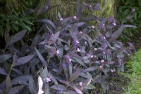 Tradescantia pallida - Purple Heart spiderwort - Growing in St Lucia in Spring