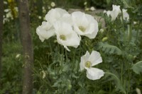 Papaver somnifera 'Sissinghurst White' - poppy - summer