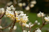 Edgeworthia chrysantha - paper bush - shrub - winter