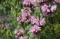Monarda 'Elegant Pink' - Bee balm - summer