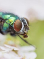 Lucilia sericata - Green bottle fly