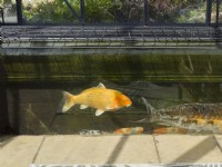 Fish tank with carp in conservatory linked to outside garden pond