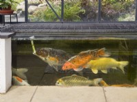 Fish tank with carp in conservatory linked to outside garden pond
