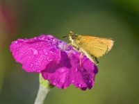 Thymelicus lineola - Essex skipper butterfly resting on lychnis bud