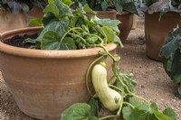 A squash growing in a terracotta pot.