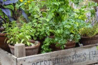 Wooden box with terracotta pots filled with herbs including parsley and thyme.