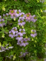 Tropaeolum hookerianum in flower March Spring