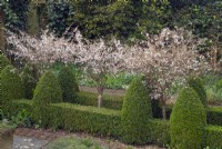 Clipped box topiary Buxus and  Prunus nipponica 'Brilliant' in flower
