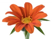 Tithonia  'Torchlight'  Mexican Sunflower  September
