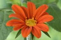 Tithonia  'Torchlight'  Mexican Sunflower  September