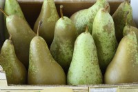 Pyrus communis  'Conference'  Box of harvested pears  September
