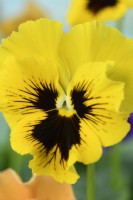 Viola x wittrockiana  'Frizzle Sizzle Mix'  Pansy  Frizzle Sizzle Series  One colour from mix  November