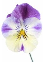 Viola x wittrockiana  Cool Wave Series  Pansy  One colour from mix  November
