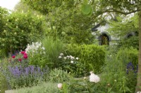 RHS Chelsea Flower Show 2023  Paeonia, Salvia and Hesperis planted at corner of a bed with flowering Aesculus flava - Buckeye behind' in the Myeloma UK A Life Worth Living Garden designed by Chris Beardshaw Gold Medal