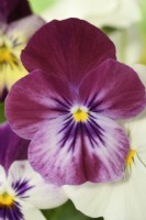 Viola x wittrockiana  Cool Wave Series  Pansy  One colour from mix  November