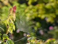 Araneus diadematus - Dewy Garden spider web on acer  leaves