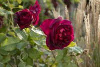 Rosa 'Munstead Wood' - rose - summer