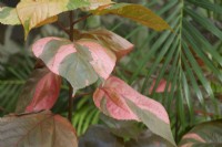 Acalypha Wilkesiana Copperleaf  Plant