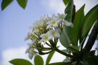 Frangipani growing in St Lucia in spring