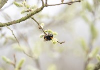 Bee feeding on early catkins