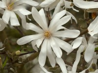 Magnolia Stellata flower Mid March