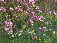 Magnolia x soulangeana 'Rustic Rubra' underplanted with Daffodils Spring Late March