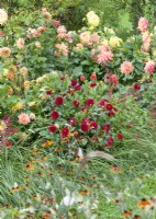 Planting with Dahlia, summer June